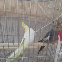 عروس هلندی
