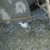 کبوتر|پرنده|الوند, |دیوار