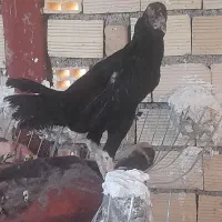مرغ و خروس لاری