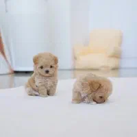 توله سگ پودل خانگی