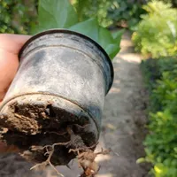 پتوس ابلق نشایی