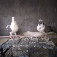 کبوتر نرو ماده
