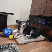 سگ پامر پیدا شده برای واگذاری