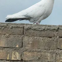 دم آبی نروماده نسل قدیم