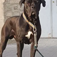 سگ کن کورسو اصیل