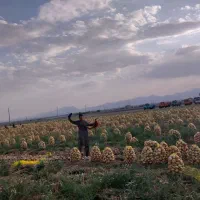 گروه پیازکن|خدمات باغبانی و درختکاری|جیرفت, |دیوار