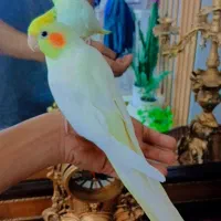 عروس هلندی لوتینو ماده بالغ کاملا دستی|پرنده|مشهد, کوی المهدی|دیوار