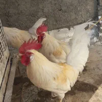 خروس درشت وقلدور۳تا خروس