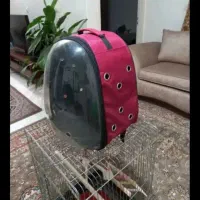 کیف حمل|کیف، کفش، کمربند|کرج, اصفهانیها|دیوار