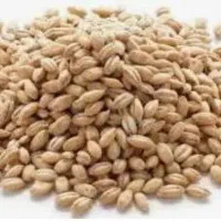 فروش ۳۵۰کیلیو گندم آبی