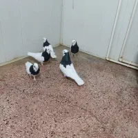 دو سه جفت پرنده درجه یک|پرنده|کازرون, |دیوار