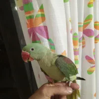 جوجه شاه طوطی