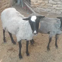میش رومانف .میش بره دار  .بز