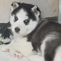 واگذاری سگ هاسکی