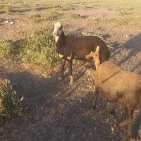 بره قوچ پلنگی