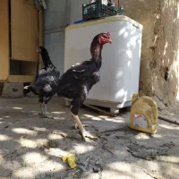 یک ست لاری دانگ بالا سلامت|حیوانات مزرعه|هشتگرد, خور|دیوار