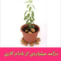 فروش انواع نهال بادام دیرگل اصلاح شده