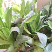 سانسوریا پایه کوتاه بدون گلدان