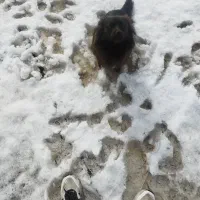 سگ گمشده|حیوانات|نهاوند, |دیوار