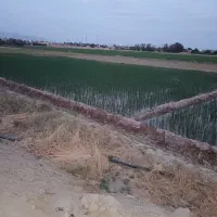 اجاره زمین کشاورزی|اجارهٔ دفتر صنعتی، کشاورزی، تجاری|مرودشت, رامجرد یک|دیوار