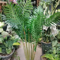 انواع گل مصنوعی|گل مصنوعی|شیراز, شهرک سعدی|دیوار