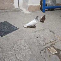 کفتر کله سرخ