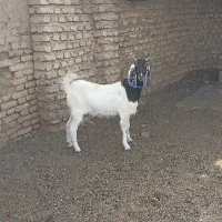 بزغاله بزرگ شکم اول آبستن ،دوماه بالا