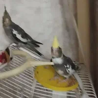 دو عدد جوجه عروس هلندی ۵۰ روزه