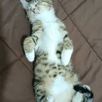 واگذاری گربه|گربه|مشهد, شهید آوینی|دیوار