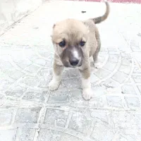 توله سگ