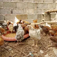 نیمچه گلپایگان اصلاح نژادشده. درجه یک|حیوانات مزرعه|رشت, لاکان|دیوار