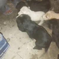 طوله سگ|سگ|رشت, حمیدیان|دیوار