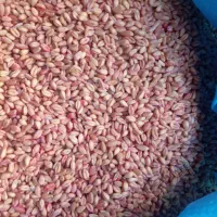 گندم پیشگام بذری|خدمات باغبانی و درختکاری|قره پشتلو, |دیوار
