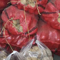 سیب زمینی|خوردنی و آشامیدنی|شهریار, کهنز|دیوار