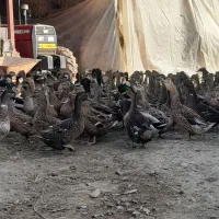 نطفه دار اردک و بوقلمون|حیوانات مزرعه|سنگر, |دیوار