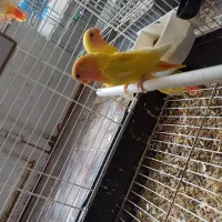 طوطی کوتوله برزیلی|پرنده|رفسنجان, |دیوار