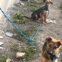 ۲توله ژرمن با مادر|سگ|بهشهر, |دیوار