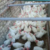 مرغ تخمگذار سفید