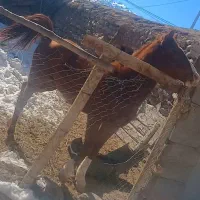 اسب عرب|اسب و تجهیزات اسب‌سواری|کرمان, |دیوار