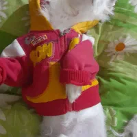 کمک رسانی به حیوانات