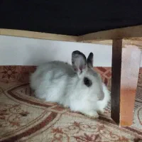 خرگوش|موش و خرگوش|دوتپه, |دیوار