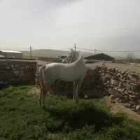 اسب|اسب و تجهیزات اسب‌سواری|جاپلق, |دیوار