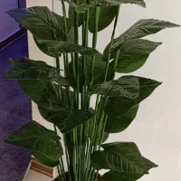 بدلیجات و گل
