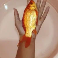 ماهی قرمز|ماهی|اردبیل, |دیوار