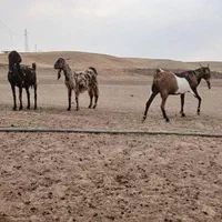 بز پلنگی|حیوانات مزرعه|بروجرد, |دیوار