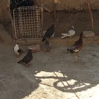 کبوتر چاشنی|پرنده|هامون, |دیوار