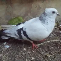 نر کاکل میخی