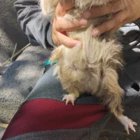 خوکچه هندی|موش و خرگوش|اسدآباد, |دیوار