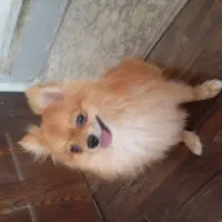 سگ پامرانین|سگ|شاهینشهر, خانه کارگر|دیوار