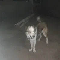 سگ دهن پاک